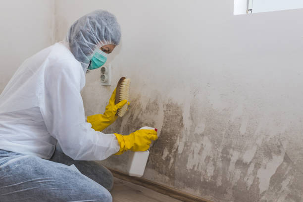 Asbestos and Lead Testing During Mold Inspection in Camarillo, CA